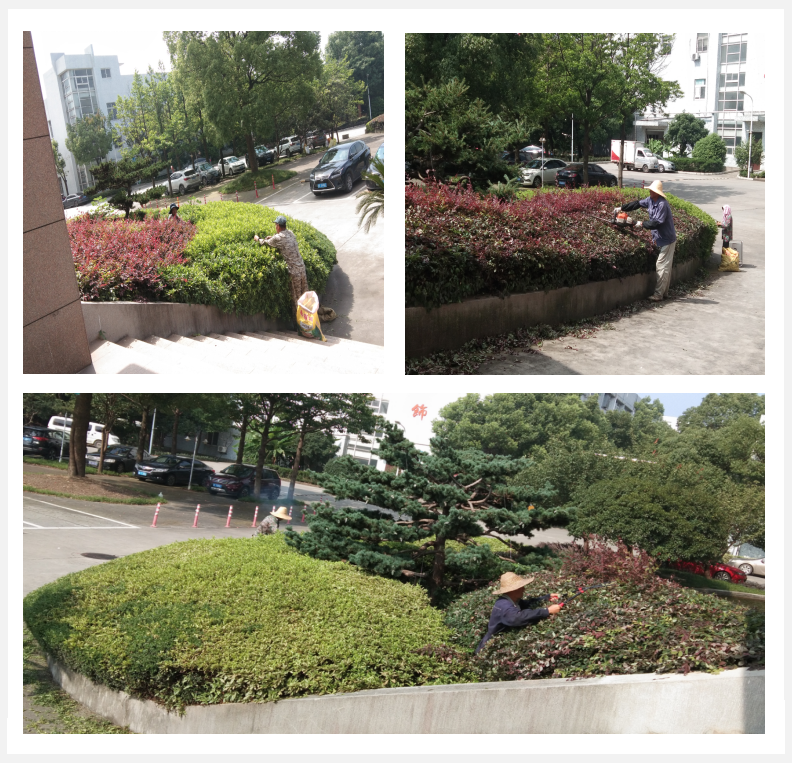 美化绿化，，，，，，我们在行动      