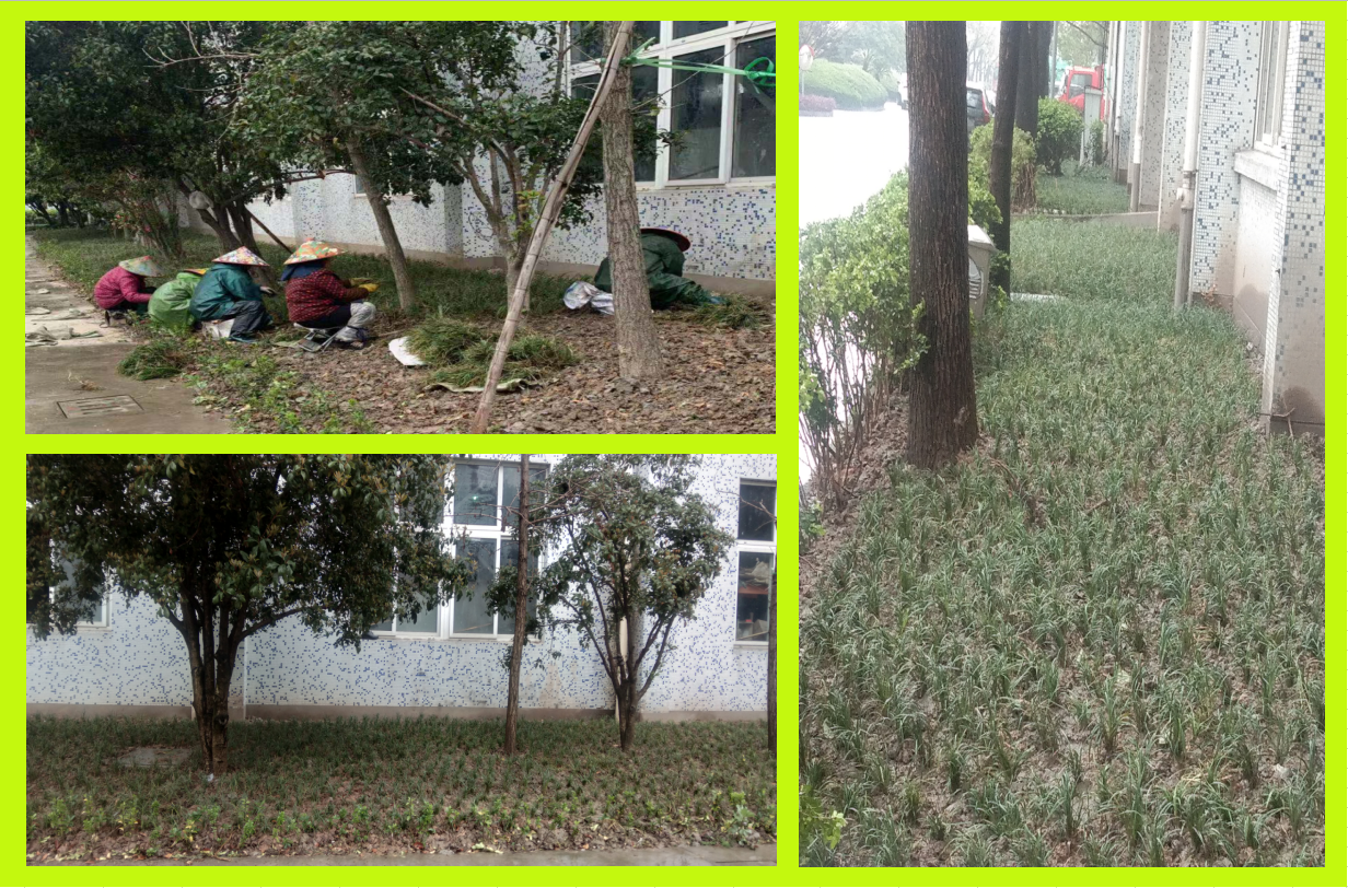 种植绿化，，，，，，，美化坏境
