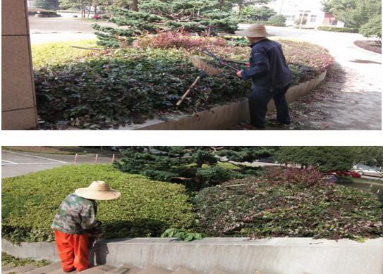 绿植修剪，，，，，美化环境